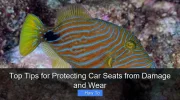 Top Tips for Protecting Car Seats from Damage and Wear